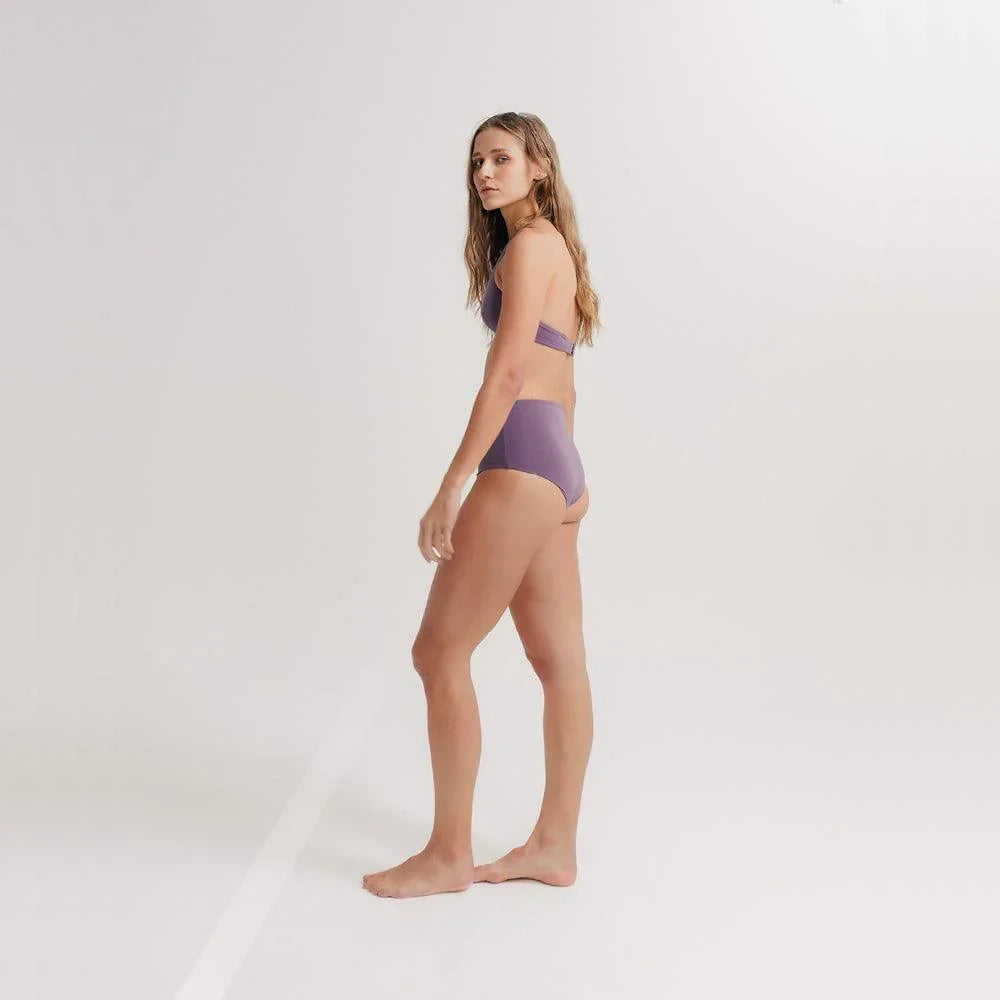 Aster Purple
